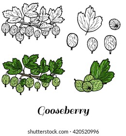 Vector hand drawn isolated gooseberry. Colored and black line gooseberry