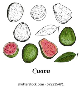 Vector hand drawn isolated guava. Colored and black line guava