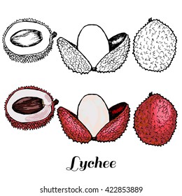 Vector hand drawn isolated lychee. Colored and black line lychee