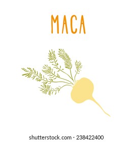 Vector hand drawn isolated maca root