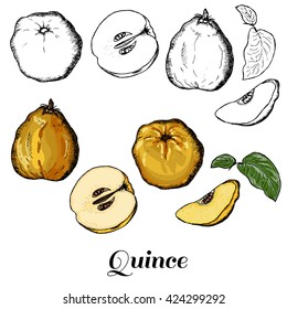 Vector hand drawn isolated quince. Colored and black line quince