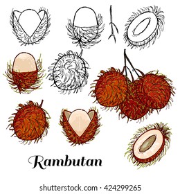 Vector hand drawn isolated rambutan. Colored and black line rambutan