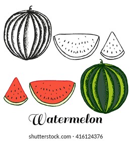 Vector hand drawn isolated watermelon. Colored and black line watermelon