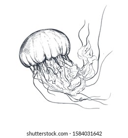 10,148 Jellyfish sketch Images, Stock Photos & Vectors | Shutterstock