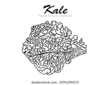 Vector hand drawn Kale Vegetable with black outline. Vegetable Sketches, Simple, Coloring Pages, Diet, Food, Groceries, Agricultural Products