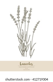 Vector Hand Drawn Lavender Plant Illustration.