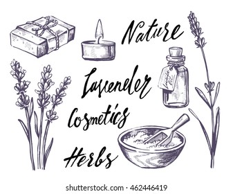 vector hand drawn lavender set on white