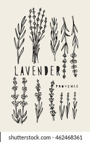 vector hand drawn lavender set on white