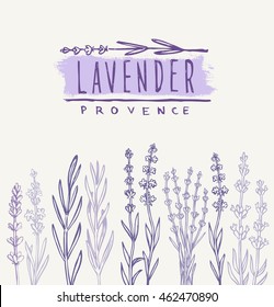 Vector Hand Drawn Lavender Set On White