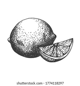 Vector hand drawn lemon illustration in vintage style