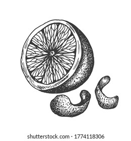 Vector hand drawn lemon illustration in vintage style