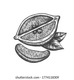 Vector hand drawn lemon illustration in vintage style