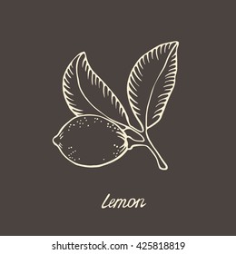 Vector hand drawn lemon illustration. Citrus fruit sketch. Vintage engraving style.