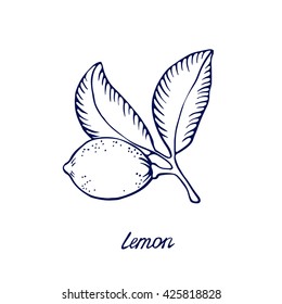 Vector hand drawn lemon illustration. Citrus fruit sketch. White background.