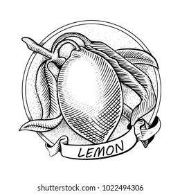 Vector hand drawn lemon with leaves and ribbon banner. Fruit engraved style illustration. Detailed citrus drawing. Great for water, drink, natural cosmetics