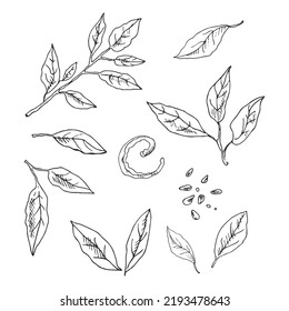 Vektor handgezeichnete Zitronenblätter Set. Blätter, Schale, Samen und Zweigskizze. Tropische Obstblätter graviert Stilgrafik. Detaillierte Zitrusfarbenzeichnung.