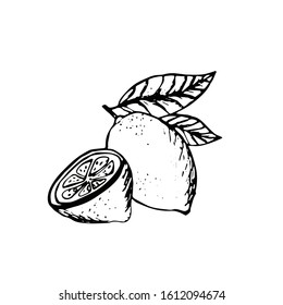 Vector hand drawn lemon or lime fruit with leaves on branch. Tropical summer fruit engraved style illustration. Detailed citrus drawing. Great for water, juice, detox drink, natural cosmetics.