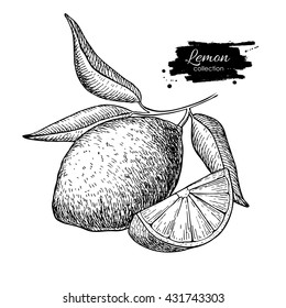 Vector hand drawn lemon or lime fruit with  leaves on branch. Tropical summer fruit engraved style illustration. Detailed citrus drawing. Great for water, juice, detox drink, natural cosmetics