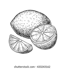 Vector hand drawn lemon or lime fruit with sliced peaces. Tropical summer fruit engraved style illustration. Detailed citrus drawing. Great for water, juice, detox drink, natural cosmetics