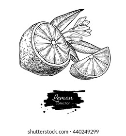 Vector hand drawn lemon or lime fruit with flower and leaf on branch. Tropical summer fruit engraved style illustration. Detailed citrus drawing. Great for water, juice, detox drink, natural cosmetics