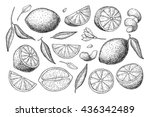 Vector hand drawn lemon set. Whole lemon, sliced pieces, half, leaf and seed sketch. Tropical summer fruit engraved style illustration. Detailed citrus drawing Great for tea, juice, natural cosmetics