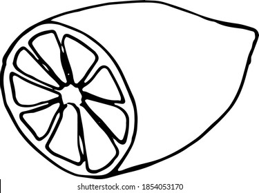 Vector hand drawn lemon set