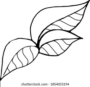 Vector hand drawn lemon set