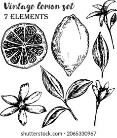 Vector hand drawn lemon set. Whole lemon, half, leaf and flowers sketch. Tropical summer fruit engraved style illustration. Detailed citrus drawing Great for tea, juice, natural cosmetics