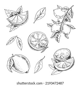 Vector hand drawn lemon set. Whole lemon, sliced pieces, half, leaf and branch sketch. Tropical  fruit engraved style illustration. Detailed citrus ink drawing.