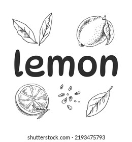 Vector hand drawn lemon set. Whole lemon, sliced pieces, half, leaf and seed sketch. Lemon Lettering. Tropical  fruit engraved style illustration. Detailed citrus ink drawing.