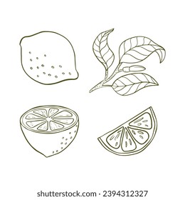 Juego de limón dibujado a mano con vectores. Limón entero, trozos cortados, mitad, hoja y boceto de semillas. Ilustración de estilo de frutas tropicales de verano grabadas. Dibujo detallado de cítricos Excelente para té, jugo, cosméticos naturales