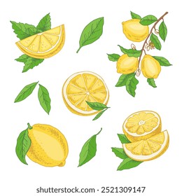 Handgezeichnetes Zitronensatz. Ganze Zitrone, geschnittene Stücke, Hälfte, Blatt und Zweig Skizze. Illustration im Stil tropischer Früchte. Detaillierte Zitrusfarbenzeichnung.