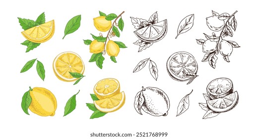 Handgezeichnetes Zitronensatz. Ganze Zitrone, geschnittene Stücke, Hälfte, Blatt und Zweig Skizze. Illustration im Stil tropischer Früchte. Detaillierte Zitrusfarbenzeichnung.