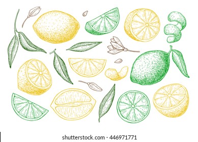 Vector Hand Drawn Lemon Set. Whole Lemon, Sliced Pieces, Half, Leaf And Seed Sketch. Tropical Summer Fruit Engraved Style Illustration. Detailed Citrus Drawing. 