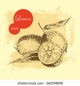 vector hand drawn lemon. sketch fruit illustration