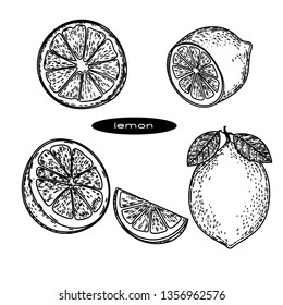 Vector hand drawn of lemons in the engraving style. 
