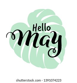 Vector hand drawn lettering, quote "Hello May" for poster or banner or greeting card. Celebration text isolated without background. Spring typography with exotic monstera leaf