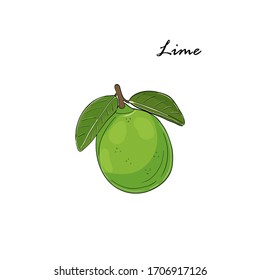 Vector hand drawn lime. Fruit element for poster, banner, invitation.