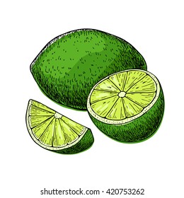 Vector hand drawn lime fruit with sliced peaces. Tropical summer fruit engraved style illustration. Detailed citrus drawing. Great for water, juice, detox drink, natural cosmetics