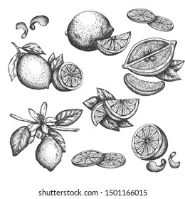 Vector Hand Drawn Lime Or Lemon Set. Blossom Plant With Leaves Sliced Lemons Sketch Lemon Isotated On White Background Illustration For Lemonade Vintage Retro Style Drawing For Tea, Juice, Cosmetics