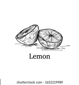 Vector hand drawn lime or lemon . Whole lemon, sliced pieces half, leave and seed sketch. Fruit engraved style illustration. Detailed citrus drawing on a white background