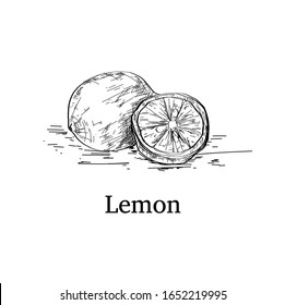 Vector hand drawn lime or lemon . Whole lemon, sliced pieces half, leave and seed sketch. Fruit engraved style illustration. Detailed citrus drawing on a white background