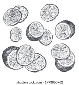 Vector hand drawn lime or lemon set. Whole lemon, sliced pieces, half, leafe and seed sketch. Fruit engraved style illustration.