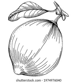 Vector hand drawn lime or lemon. Exotic plant with leaves lemon sketch isolated on white background Illustration. Vintage retro engraving style drawing for design tea, juice, cosmetics.