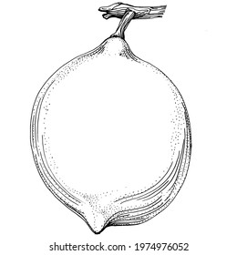 Vector hand drawn lime or lemon. Exotic plant with leaves lemon sketch isolated on white background Illustration. Vintage retro engraving style drawing for design tea, juice, cosmetics.