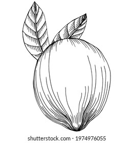 Vector hand drawn lime or lemon. Exotic plant with leaves lemon sketch isolated on white background Illustration. Vintage retro engraving style drawing for design tea, juice, cosmetics.
