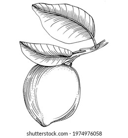 Vector hand drawn lime or lemon. Exotic plant with leaves lemon sketch isolated on white background Illustration. Vintage retro engraving style drawing for design tea, juice, cosmetics.