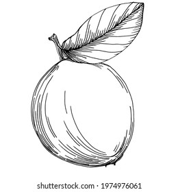 Vector hand drawn lime or lemon. Exotic plant with leaves lemon sketch isolated on white background Illustration. Vintage retro engraving style drawing for design tea, juice, cosmetics.