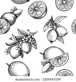 Vector hand drawn lime and lemon seamless pattern. Citrus fruit branch, blossom engraved style background.