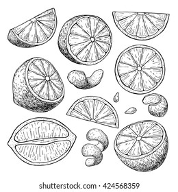 Vector hand drawn lime or lemon set. Whole lemon, sliced pieces, half, leafe and seed sketch. Fruit engraved style illustration. Detailed citrus drawing. Great for water, juice, detox drink